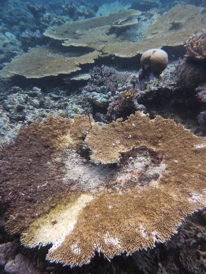 More Corals with White Syndrome © F. Joseph Pollock